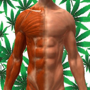 marijuana-muscle